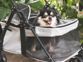 black and white long hair chihuahua dog sitting in pet stroller in the garden. Smiling happily. © Phuttharak