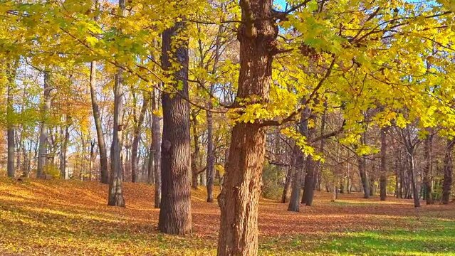 Beautiful view of the autumn forest or park. Leaves fall from trees to the ground