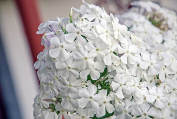 white phlox  flowers, White phlox inflorescence in the garden close-up - obrazy, fototapety, plakaty