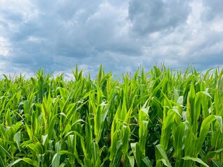 Green cornfield, corn field landscape