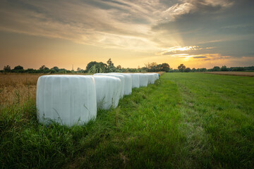 Silage bales on a green meadow, evening view - obrazy, fototapety, plakaty
