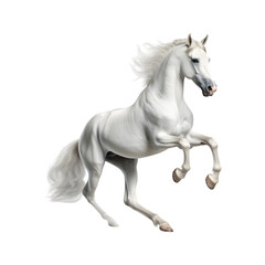 Obraz na płótnie Canvas White_horse_running_full_body_no_shadows_maximum