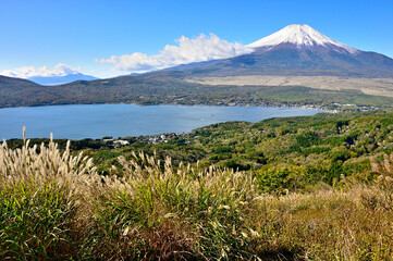 Obraz premium 道志山塊の大平山山頂のススキに雪化粧した富士山 
