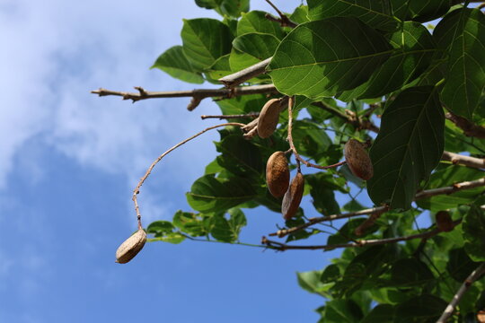 Pongamia pinnataの実と青い空