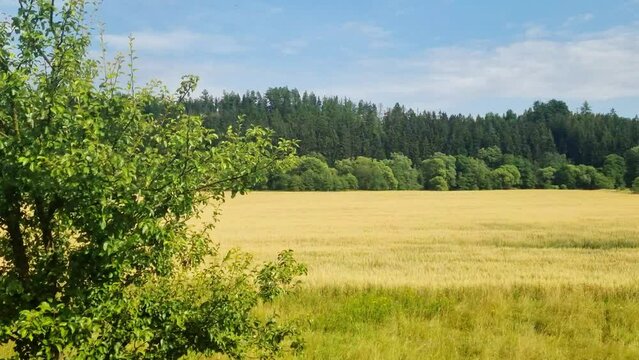 Scenic view of the field and forest from the window of a moving train