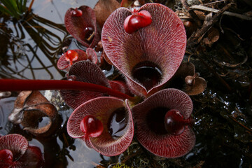 Red hairy pitchers of the carnivorous pitcher plant Heliamphora minor var. pilosa, view from above,...