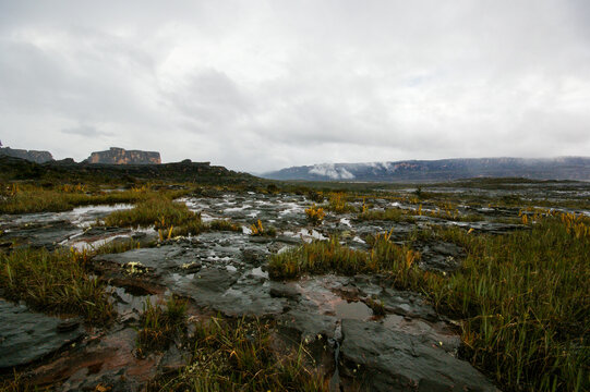 Rocky plateau on Auyan Tepui with bromeliad pitcher plants (Brocchinia reducta), Venezuela