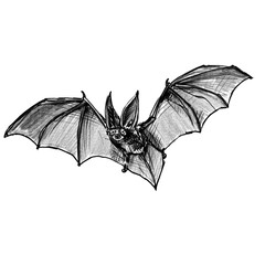 Hand drawn flying bat illustration, pencil drawing, black, transparent PNG