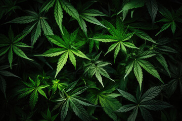 Marijuana wallpaper cannabis background texture