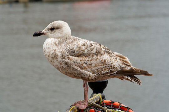 Juvenile Herring Gull standing on a lobster pot in Whitby harbour.