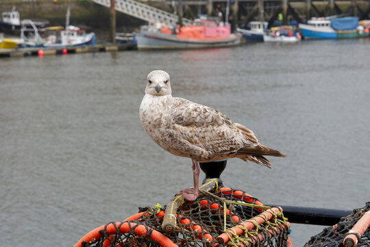 Young Herring Gull standing on a lobster pot in Whitby harbour.