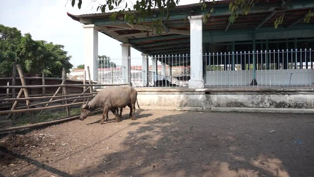 Albino buffalo or "Kebo Bule" belongs to the Surakarta Hadiningrat Palace which is a descendant of Kyai Slamet.