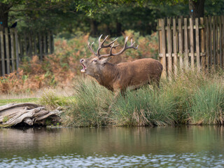 Red Deer Stag During the Rut
