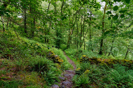 Wet woodland footpath through the remains of a moss covered wall across a steep hillside in Gwynedd