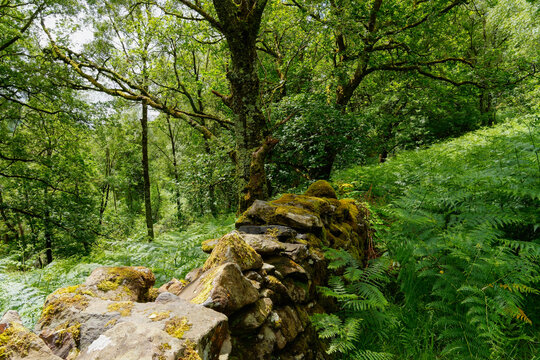 A moss covered wall across a hillside disappears into thick undergrowth near Beddgelert, Gwynedd.
