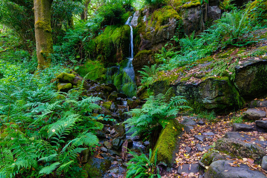 A woodland stream becomes a blur as it tumbles down ivy covered rocks near Beddgelert, Wales.