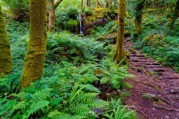 Cobbled woodland path winds up a steep hill past a waterfall. near Beddgelert, Wales.