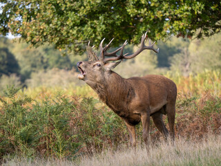Red Deer Bellowing During the Rut