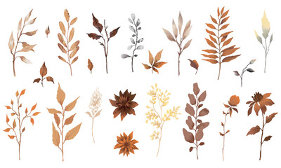 Autumn watercolor set of flowers, leaves and branches in brown colors isolated on white background....