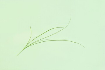 Obraz premium Graceful silhouette of one isolated blade of grass on a light green background.