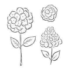 Set with hydrangea flower in hand drawn sketch style