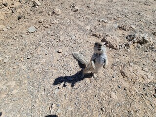 Obraz premium squirrel on the beach