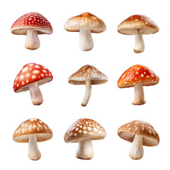 mushroom collection isolated on transparent background