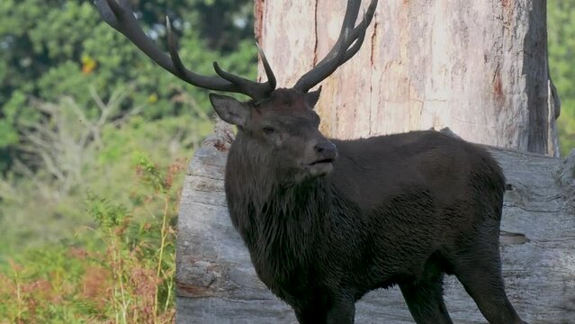 Red Deer Stag During the Rut
