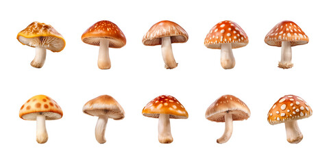 mushroom collection isolated on transparent background