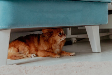 Ginger little dog chihuahua under the chair is afraid - obrazy, fototapety, plakaty
