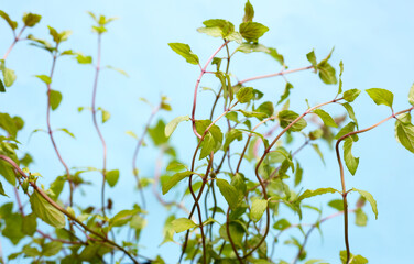 Fresh black mint on blue background.