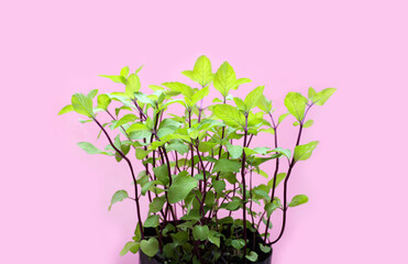 Fresh mint on pink background.