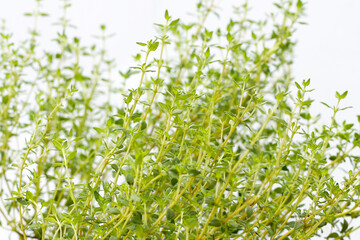 Fresh thyme on white background.