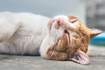 Close-up headshot of cute chubby white striped orange cat  sleeps on white concrete floor