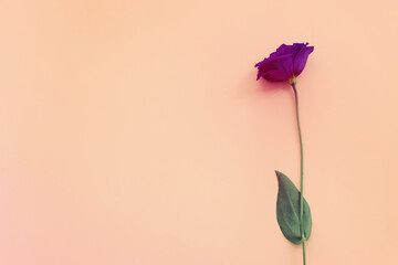 Top view image of purple flower over pastel pink background .Flat lay