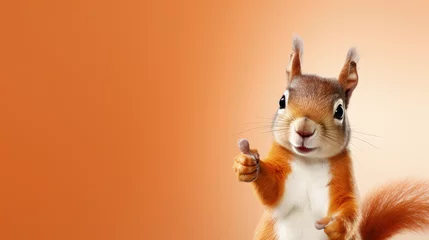 Fotobehang A cute squirrel smiles and gives a thumbs-up in a wide banner with a clean, single-colored background. © ImageHeaven