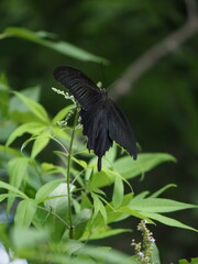 butterfly on leaf