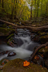 Cascading creek in the autumn forest