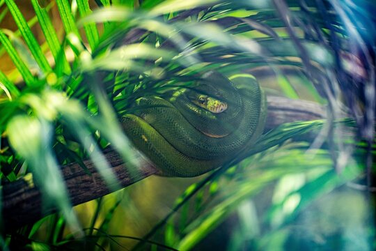 Body of green tree python Morelia viridis close-up. Portrait art. Snake skin, natural texture, abstract, graphic resources. Nature, environmental conservation, animal wildlife, zoology, herpetology