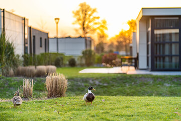 Modern country house with the large lawn and a wooden fence. In front of the house there is a covered terrace with a lounge zone. On the lawn there is a trees and flowerbeds. It is sunny. Outside.