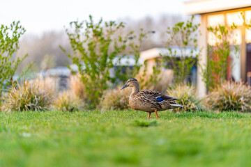 Duch on the green grass. wild duck on a green meadow - obrazy, fototapety, plakaty