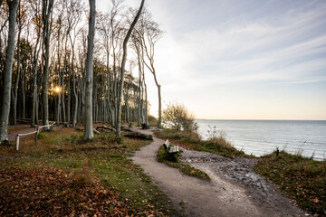 Gespensterwald mit einsamer Bank im Abendlicht