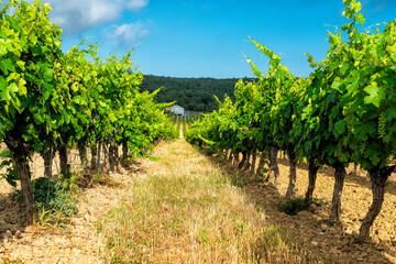 Fototapeta na wymiar winery in southern France