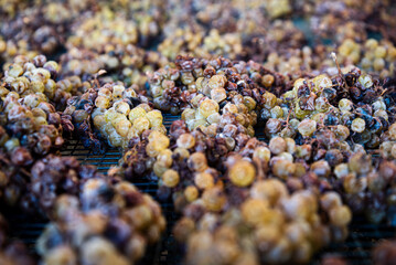 Grapes lay on their trellises of the precious Moscato of Monferrato, in Piemonte, Italy, slowly...