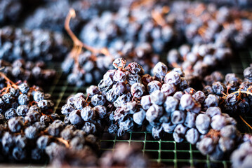 Grapes of the traditional Brachetto d'Acqui , laying on their trellises, waiting to become a...