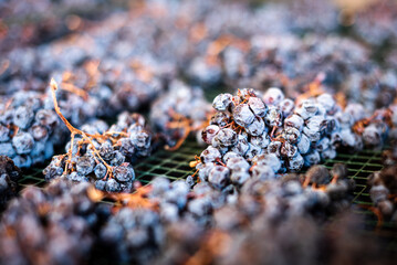 Grapes of the traditional Brachetto d'Acqui , laying on their trellises, waiting to become a precious and sweet Brachetto Passito.