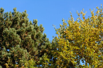 Coniferous and deciduous trees in the autumn. Two different kinds of trees under the blue sky on a sunny day