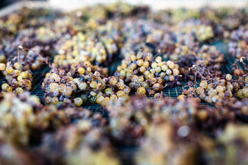 Grapes lay on their trellises of the precious Moscato of Monferrato, in Piemonte, Italy, slowly withering to become a gold and sweet Passito.