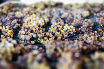 Grapes lay on their trellises of the precious Moscato of Monferrato, in Piemonte, Italy, slowly...