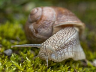 an adult snail is walking through the moss covered ground under sunlight